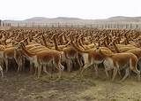 094 – Manco también dijo que realizaría una cacería (el gran “chaco” o caza ceremonial de vicuñas), aunque lo que pretendía era realizar los rituales previos a un enfrentamiento militar.