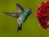 006 - Las aves habitan en todos los biomas terrestres, y también en todos los océanos. El tamaño puede ser desde 6,4 cm en el colibrí zunzuncito