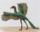 003 - Las aves se originaron a partir de dinosaurios carnívoros bípedos del Jurásico, hace 150-200 millones de años. Como el Archaeopteryx, el primero en volar.
