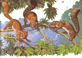 (18) 70 millones de años (aC) - Pequeños mamíferos se adaptan mejor que nadie a las nuevas condiciones de la tierra. Clima riguroso y cambiante; sobre todo, los cataclismos son mejor soportados por estos pequeños insectívoros, que serán el tronco de desarrollo de los futuros primates.