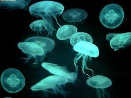 (12) 500 millones de años (aC) - Al inicio de la Era Cámbrica, después de lenta evolución, aparecen varias formas de vida compleja en los mares: Medusas, Trilobites, Cryptolithus. Hasta esta fecha en el calendario de la vida, dominaban en los océanos algas microscópicas de color azul y verde. Se produce entonces la proliferación de nuevas formas de vida, lo que se ha llamado: La Explosión del Cámbrico.