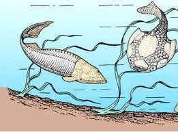 (13) 400 millones de años (aC) - Aparece el primero de los peces denominado Ostracodermo, no tenía mandíbulas, estaba cubierto de una caparazón y respiraba en la superficie del agua.