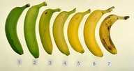 15 PLATANOS - Cambur o Banana: mejora el estado de ánimo  Además de ser ricas en potasio, las bananas ayudan a mantener la presión arterial bajo control así como los dolores de cabeza. Esto ocurre porque los plátanos son ricos en triptófano, un aminoácido que el cerebro convierte en serotonina, llamada “la hormona de la felicidad”.  “La mayoría de los fármacos antidepresivos funcionan ayudando a mantener un nivel adecuado de serotonina, algo que los plátanos hacen de forma natural